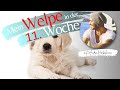 Mein Welpe in der 11. Lebenswoche! Profi Tipps/Hundeerziehung!