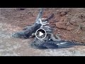 Eagle vs Snake Real Fight Eagle Attack Snakes - Amazing Animal | Eagle vs Snake Real Fight