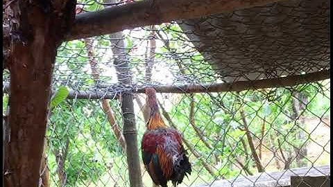 Mùa thay lông của rừng rặc nhìn gớm thiệt. Nhưng mà vẫn gáy sung quanh năm