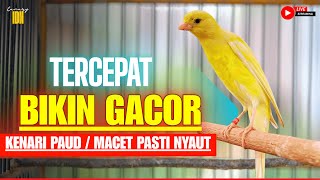 PANCINGAN KENARI GACOR PANJANG FULL ISIAN CUIT-CUIT EMOSI AMPUH UNTUK MASTERAN KENARI PAUD GACOR