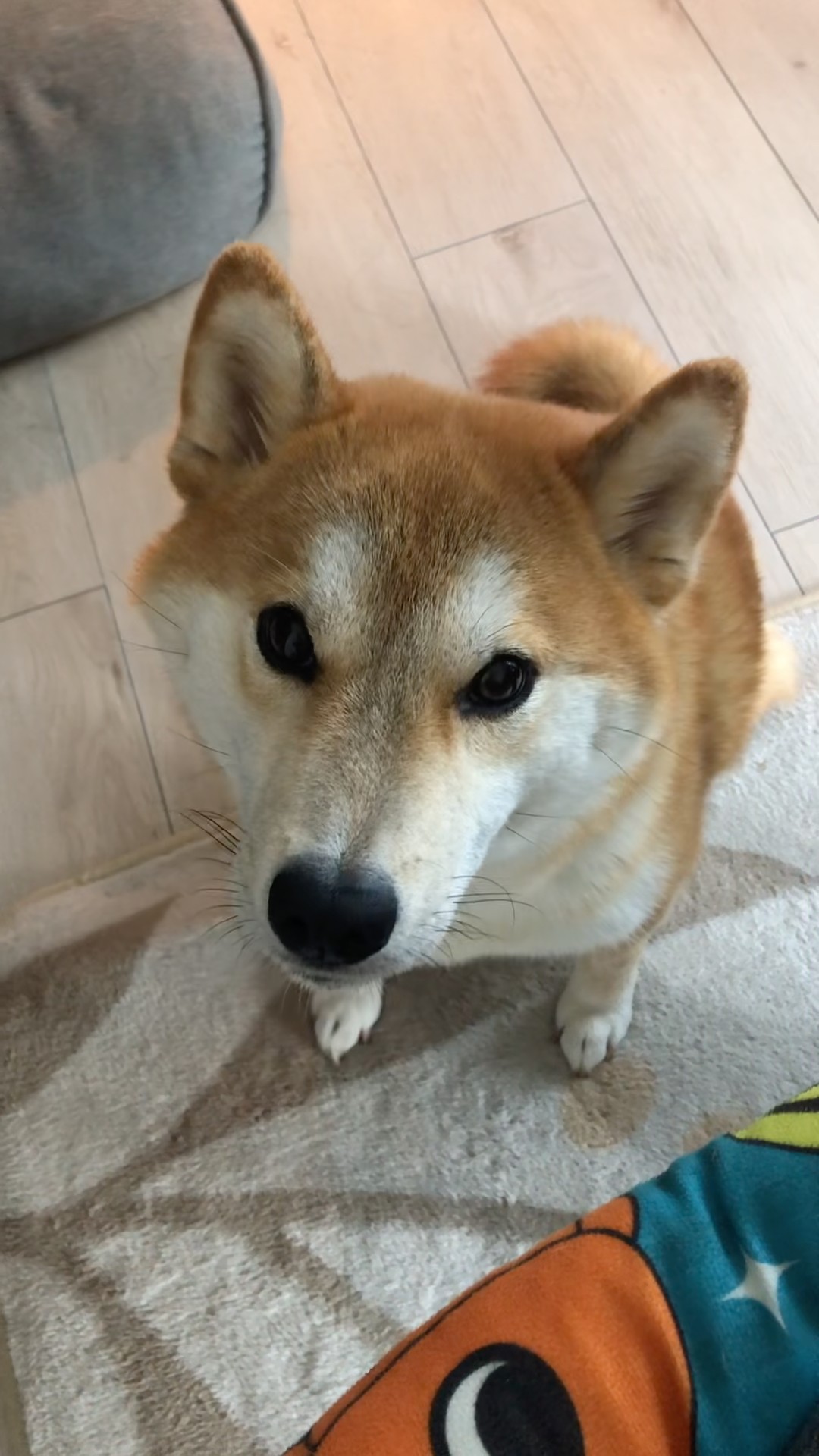 S-335 なかなかカメラ目線をしてくれない柴犬 - YouTube
