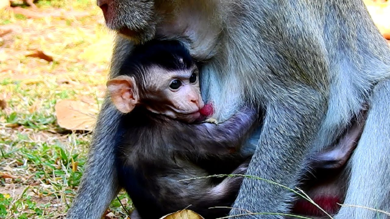 However Janna Much Milk Nursing From Jane | Poor Janna Still Skinny Baby! However Janna Much Milk Nursing From Jane | Poor Janna Still Skinny Baby!