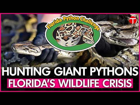 Florida Python Challenge Combats Invasive Species Amid Health Concerns