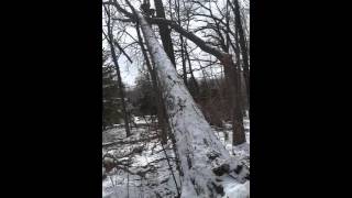 Oak tree leaning on another oak. Final cut by the arborist.