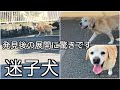 大きすぎる【迷子犬】を発見したらまさかの展開！に感謝と驚きの連続でした