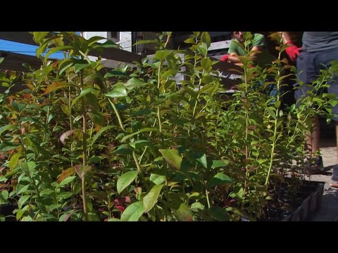 მაღალმთიანეთში ლურჯი მოცვის გაშენება დაიწყო