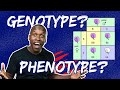 Genotype phenotype and punnet squares made easy