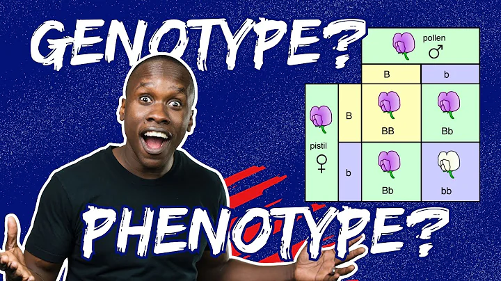 Mastering Genotype, Phenotype, and Punnet Squares