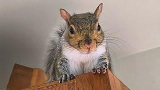 Squirrel Warning Sounds ASMR