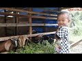 ANAK KAMBING ANDAKA