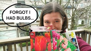 Planting Tulip and Daffodil Bulbs in Spring (not recommended but doing it anyway) | lasagna pots