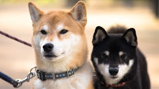45 Best Shiba Inu Dog Names with Meanings 🐕🌸 | Unique & Adorable Names for Your New Fur-baby!