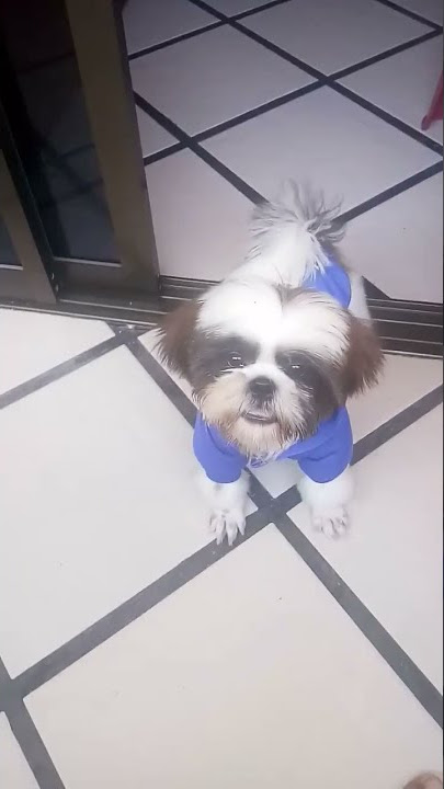 #dog bark #dog aw-aw #fancy dog #super cute dog #lovely dog smart #new blue dress #asmr #shorts