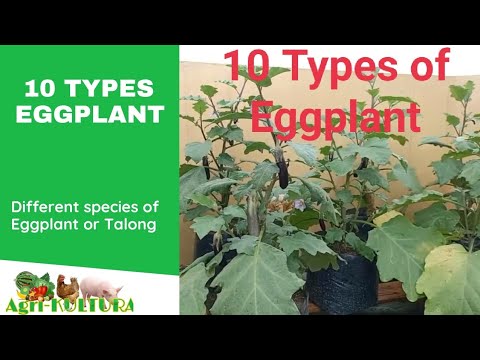 10 Types Of Eggplant | Iba&rsquo;t ibang Klase Ng Mga Talong "Solanum melongena" #003 MLS