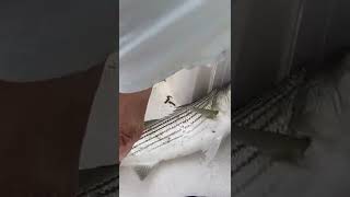 We caught a stripper! Wasn’t big enough to keep though 😞 #capecod #fishing #strippervlogs