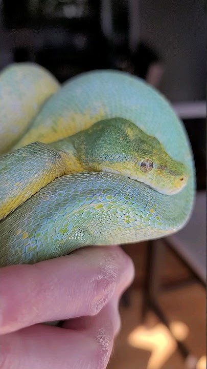 Have you ever seen a BLUE green tree PYTHON?! Well, you have NOW! Meet ...