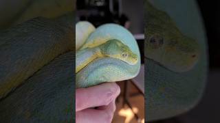 Have you ever seen a BLUE green tree PYTHON?! Well, you have NOW! Meet Hamachi! 🤯💙🐍