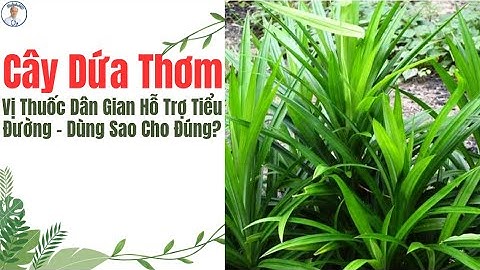 Cây Dứa Thơm: Vị Thuốc Dân Gian Hỗ Trợ Tiểu Đường – Dùng Sao Cho Đúng?