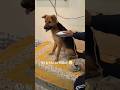 Krdooo Followww Dog Comedy Petshub Trending Funny Pets Gsds Ytshorts Petlovers Krdooo Followww Dog Comedy Petshub Trending Funny Pets Gsds Ytshorts Petlovers