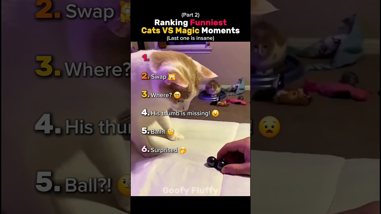 Ranking Funniest Cats VS Magic Moments 🎩 ✨️ (Part 2) 