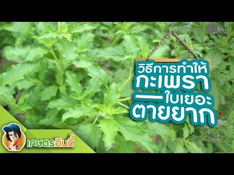 วิธีช่วยให้ กะเพรา ใบเยอะ ตายยาก ด้วยการ " แกล้งกะเพรา " | เกษตรอินดี้
