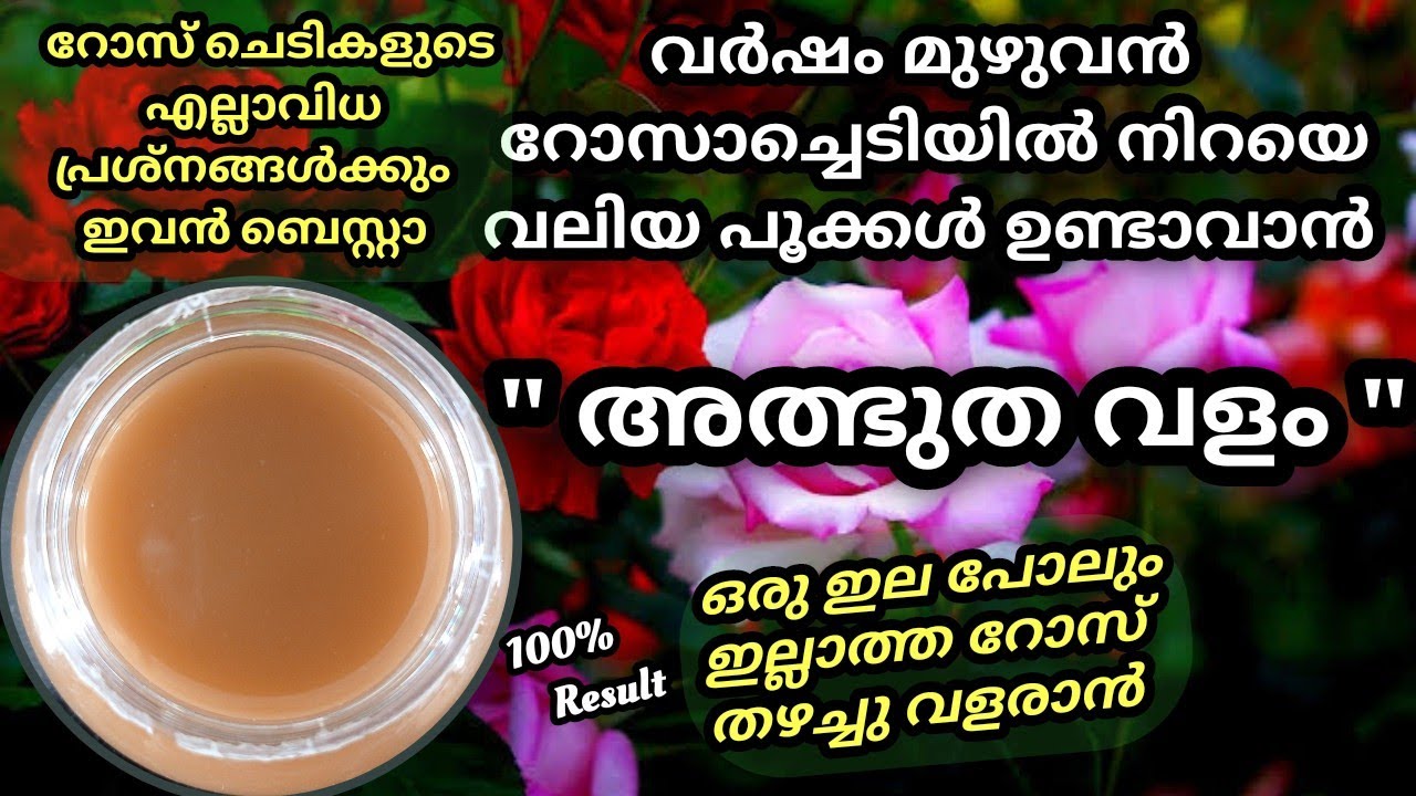 Organic Magic Fertilizer for Rose plants // റോസ് ചെടിയിൽ നിറയെ വലിയ പൂക്കൾ ഉണ്ടാവാൻ അത്ഭുത വളം