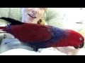 Talkative Eclectus