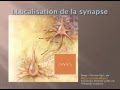 La synapse