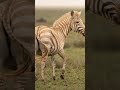 Rarest animals🐯#ayanaquraim#shorts