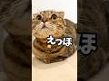 えっほ!えっほ!7匹にゃんず大集合スペシャルver#cat #猫のいる暮らし #猫 #子猫 #まつたけ日和