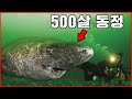 500살 까지 사는 상어는 첫 교미를 언제하는걸까??? ㄷㄷ