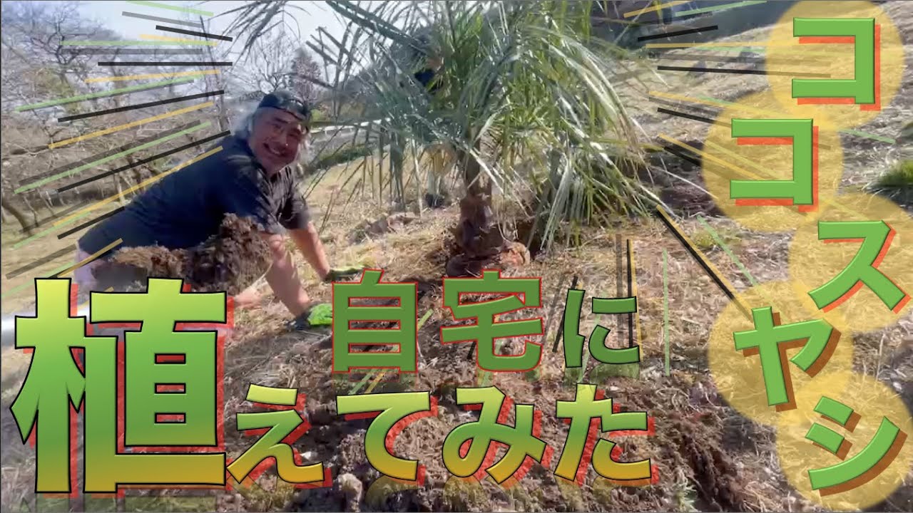 ココスヤシ植え替え】ココスヤシの鉢植えは何年大丈夫？！ - YouTube