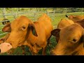 136-  Part 1-  Hand Feeding Calves before drenching