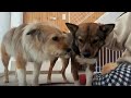 朝5時半から地震!スマホの通知で起きて犬たちと地震に備えた日のこと