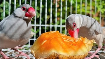 Java sparrow singing sound: java sparrows are singing a song. It