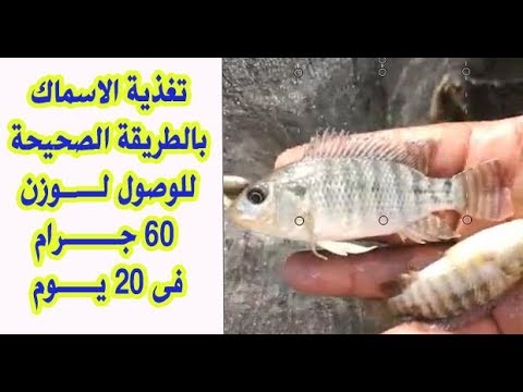 فيديو: كيفية إطعام البلطي