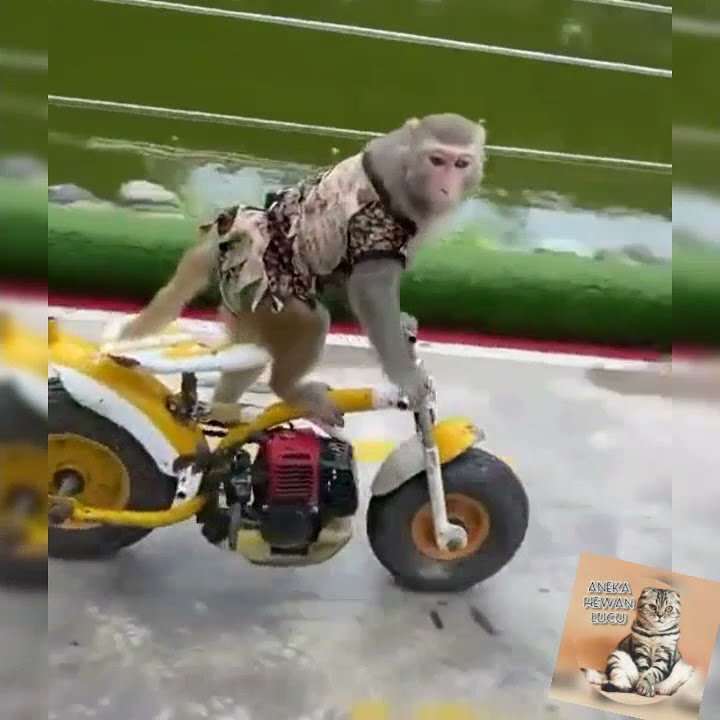 Monkey Racing , nonton serunya monyet balapan..