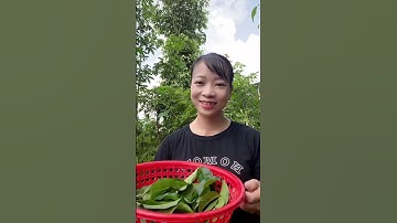 Hết mụn với lá chè xanh #xuhuong #kimyen #duocmypham #trimun