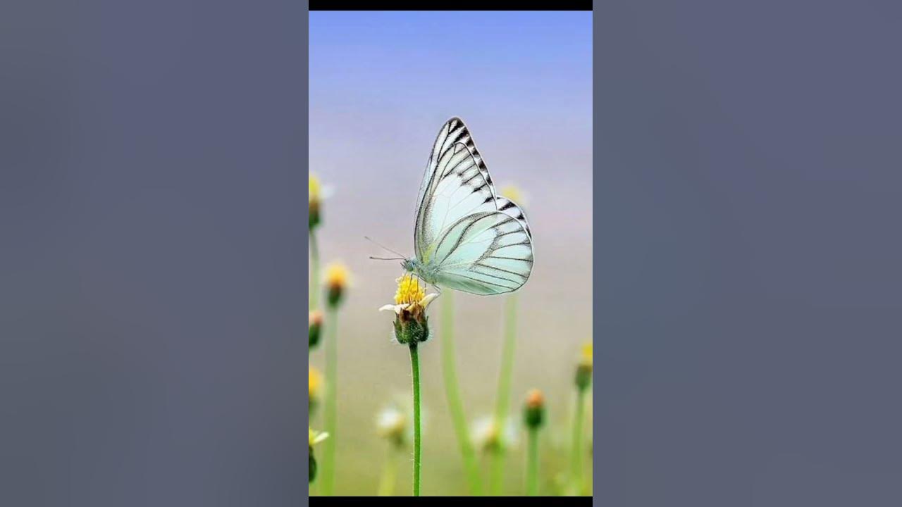 black-and-white-butterfly-meaning-in-hindi-butterflymeaning