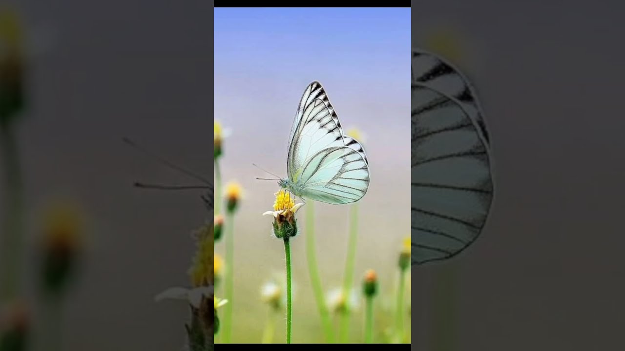 Black And White Butterfly Meaning In Hindi butterflymeaning Black And White Butterfly Meaning In Hindi butterflymeaning