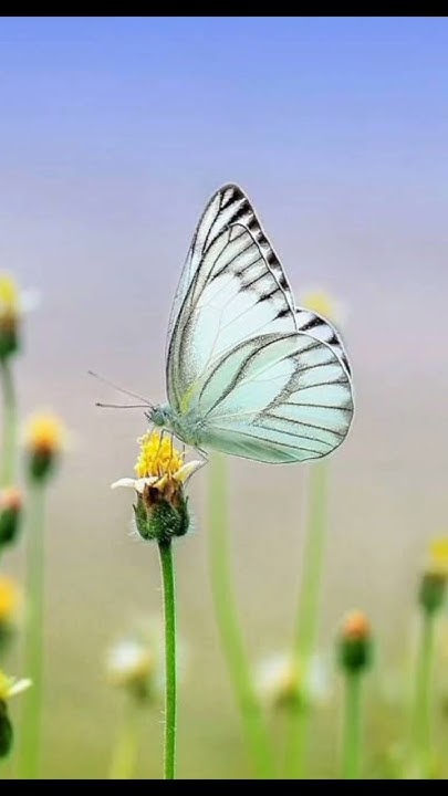 black-and-white-butterfly-meaning-in-hindi-butterflymeaning