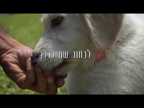 וִידֵאוֹ: 5 דרכים צווארונים יכולים להזיק לכלב שלך