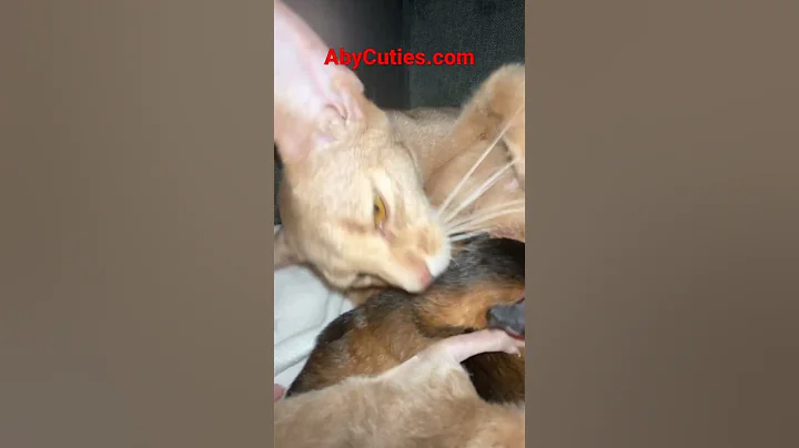 Video 1592881: animals cat pets abyssinian, cats abyssinian kitty, baby abyssinian cat, sweet cat kitty