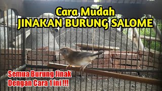 CARA MENJINAKAN BURUNG SALOME BAHAN