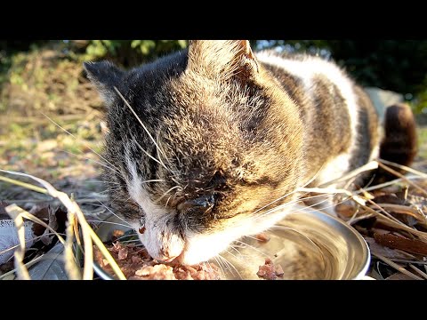 年明け早々にお互い生きて逢えた 田舎で周りに何もない荒れ果てた公園で一人孤独に生きる猫にカルカン(kalkan)とちゅ～るを給餌したら幸せそうに食べた 野良猫 感動猫動画 ASMR