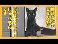「おはよう」ってしゃべりはじめた黒猫ちゃん　手術後から何かがちょっとづつ変化してる…