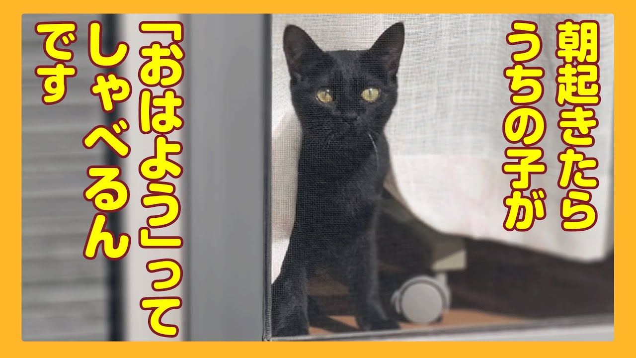黒猫ちゃん　おめでとう おはよう」ってしゃべりはじめた黒猫ちゃん 手術後から何かがちょっと