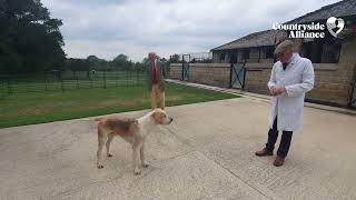 A hound judging masterclass with hound breeding expert, Martin Scott