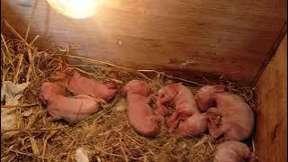 Menyusui tujuh Bayi Kelinci yang ditinggal mati induknya