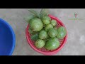 Guava Jam Recipe at Home | Primitive Technology Village Cooking